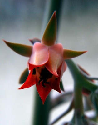 Echeveria spec. La Estanjuela, Hidalgo [JC] Aussaat 06/09/07